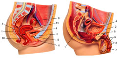 Женские (А) и мужские (Б) мочеполовые органы в разрезе