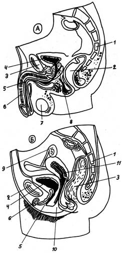 Разрез мужских (а) и женских (б) мочеполовых органов