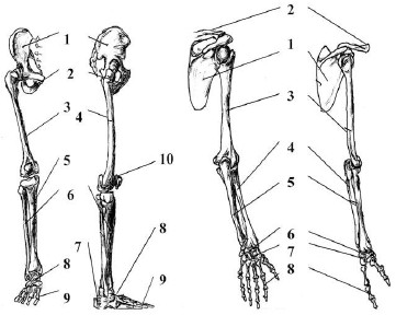 Кости нижней и верхней конечностей: слева