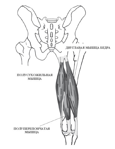 Мышцы подколенного сухожилия