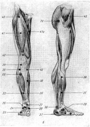Точки на передней и наружной поверхностях ноги