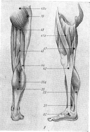 Точки на задней и внутренней поверхностях ноги