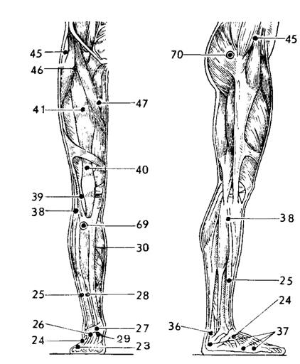 Расположение точек относительно мышц передней и наружной по­верхности ноги