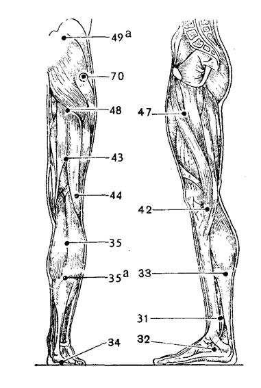 Расположение точек относительно мышц задней и внутренней поверх­ностей ноги