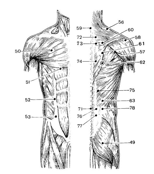 Расположение точек относительно мышц туловища спереди и сзади