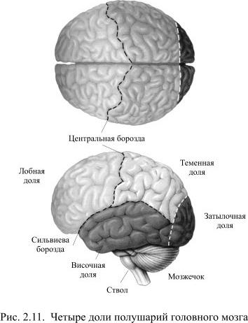 Относящееся к среднему мозгу четверохолмие состоит из верхнего и нижнего двухолмия