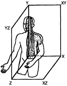 Схема трехмерной системы координат человеческого тела