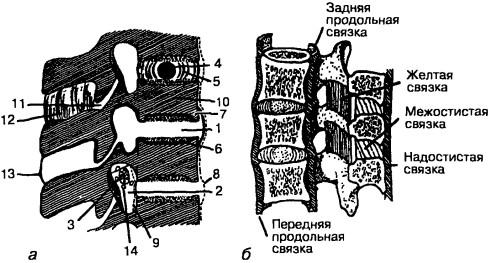 Схема «сегмента движения» грудного отдела