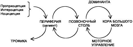 Схема афферентных и эфферентных связей между периферией и центром