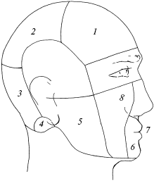 Схема областей головы