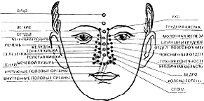 Проекция внутренних органов и участков тела на лице