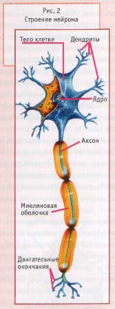 Анатомической и функциональной единицей нервной системы является нервная клетка - нейрон