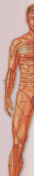 Передние кожные зоны, иннервируемые спинномозговыми нервами