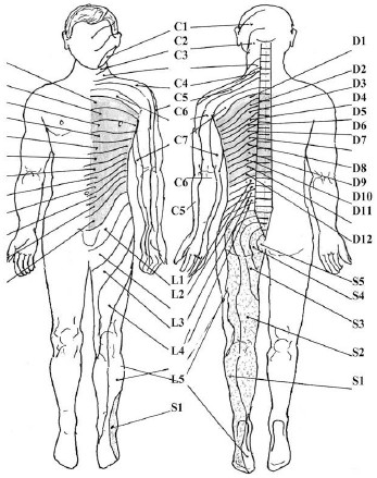 Сегментарная иннервация внутренних органов и мышечных систем