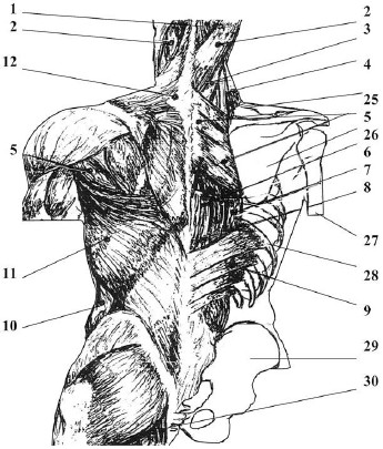 Мышцы туловища со стороны спины, наружные и внутренние