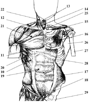 Мышцы туловища со стороны груди, наружные и внутренние