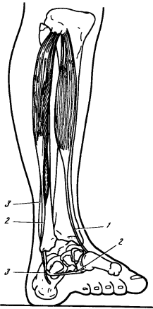Мышцы, образующие свод стопы