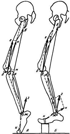 Первая схема, демонстрирующая работу двусуставных мышц задней поверхности бедра
