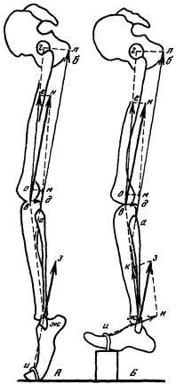 Вторая схема, демонстрирующая работу задних мышц бедра при фиксированном носке стопы