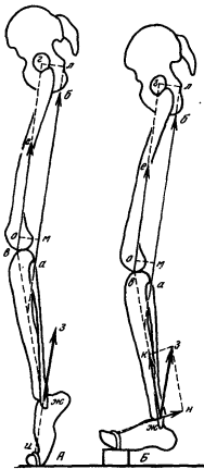 Третья схема, демонстрирующая работу мышц задней поверхности бедра в отношении коленного сустава
