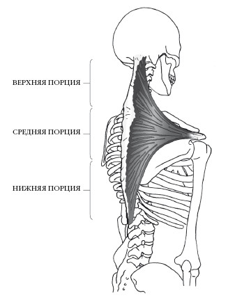 Трапециевидная мышца фото спереди