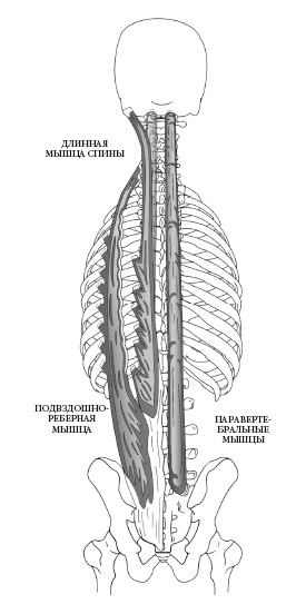 Подвздошно-реберная мышца – длинная мышца спины – паравертебральные мышцы