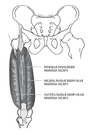 Четырехглавая мышца