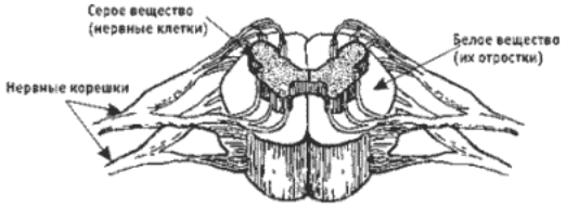 Два сегмента спинного мозга
