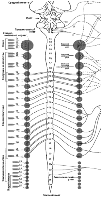 Схема контроля головного мозга органов и систем через сегменты спинного мозга