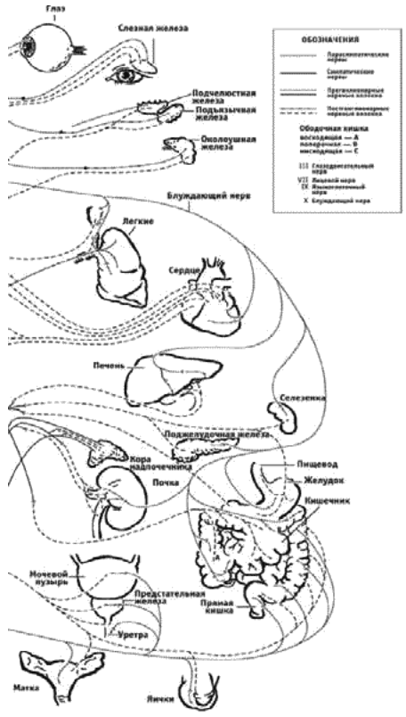 Схема контроля головного мозга органов и систем через сегменты спинного мозга
