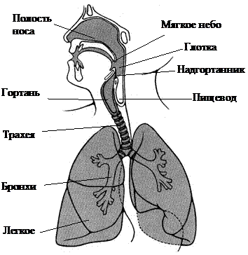 Анатомические соотношения полости рта, носа, глотки и гортани