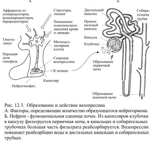 Гипоталамус и гормоны нейрогипофиза