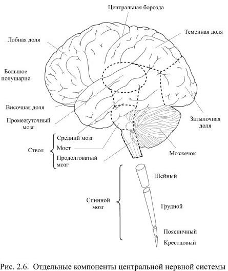 Отдельные анатомические компоненты головного и спинного мозга