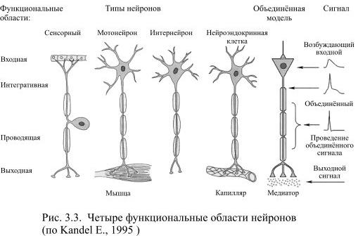 Классификация нейронов