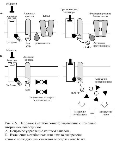 Разные постсинаптические рецепторы: ионотропное и метаботропное управление