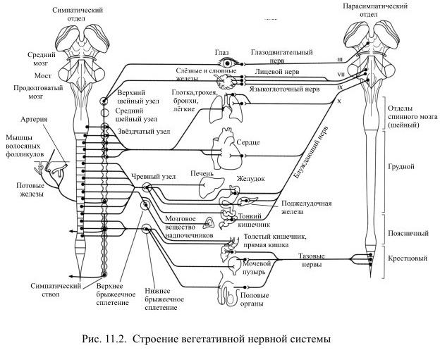 Периферический отдел вегетативной нервной системы