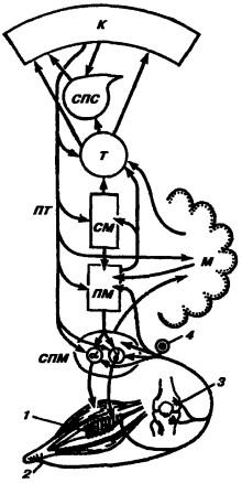 Схема двигательного анализатора