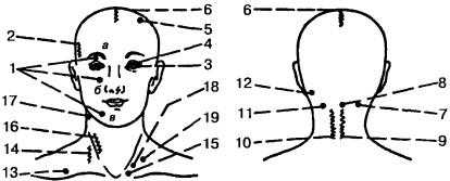 Расположение некоторых болевых точек и зон области головы и лица