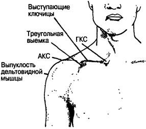 Нормальные поверхностные ориентиры плечевого пояса