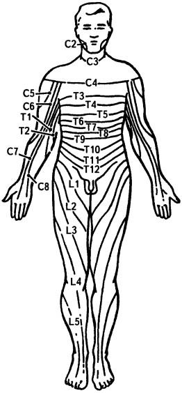 Схема сегментарной иннервации кожи спинальными нервами (дерматомеры)