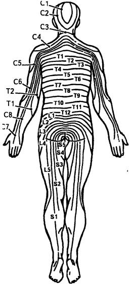 Схема сегментарной иннервации кожи спинальными нервами (дерматомеры), вид сзади