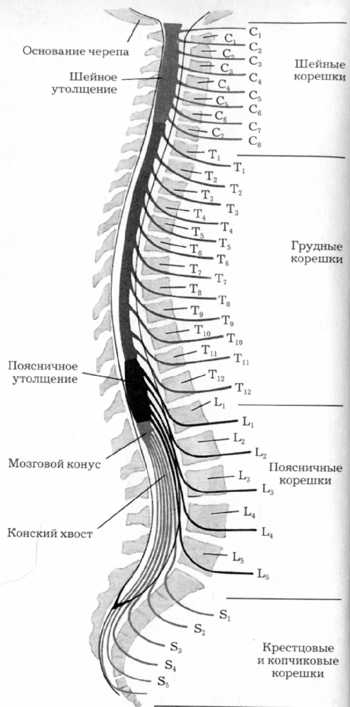 Положение сегментов спинного мозга по отношению к позвонками