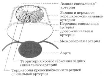 Схема кровоснабжения сегмента спинного мозга
