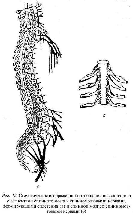 Корешки поясницы. Сегменты Корешков спинного мозга. Схема Корешков спинного мозга. Анатомия Корешков спинного мозга. Позвоночник и спинной мозг анатомия.