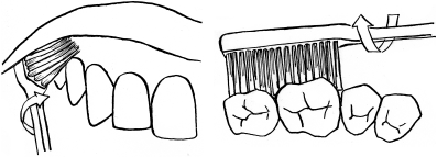 Движения в области передних зубов