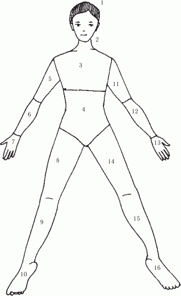 Стандартные системы соответствия кистей и стопы с различными частями тела человека