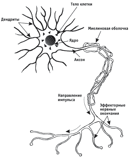 Нервная клетка