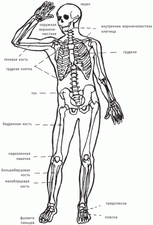 Скелет человека (вид спереди)
