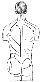 Направление основных массажных движений в области шеи, спины, поясницы и таза