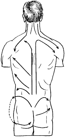 Направление основных массажных движений в области спины, поясницы, шеи и таза